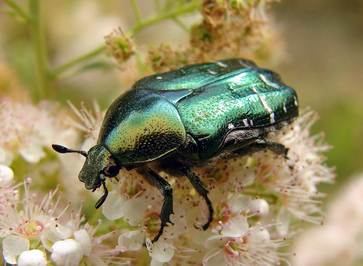 Золотистая бронзовка