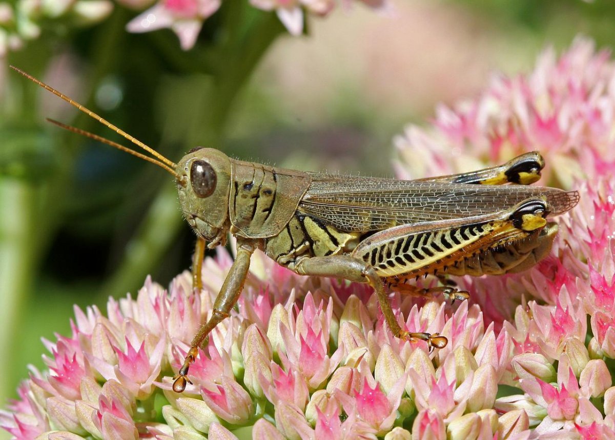 Прямокрылые насекомые Саранча