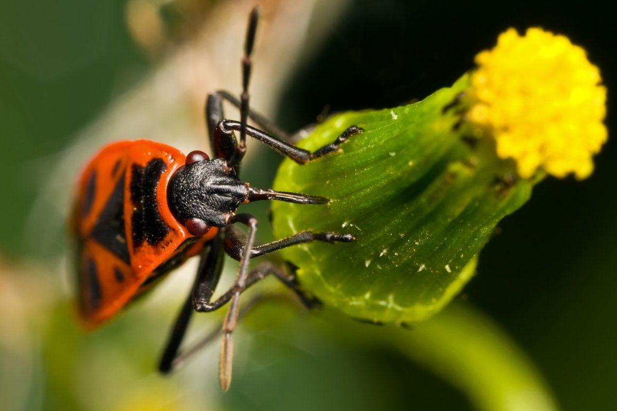 Фотографии насекомых