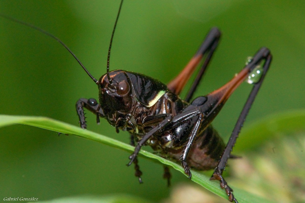 Насекомые Испании