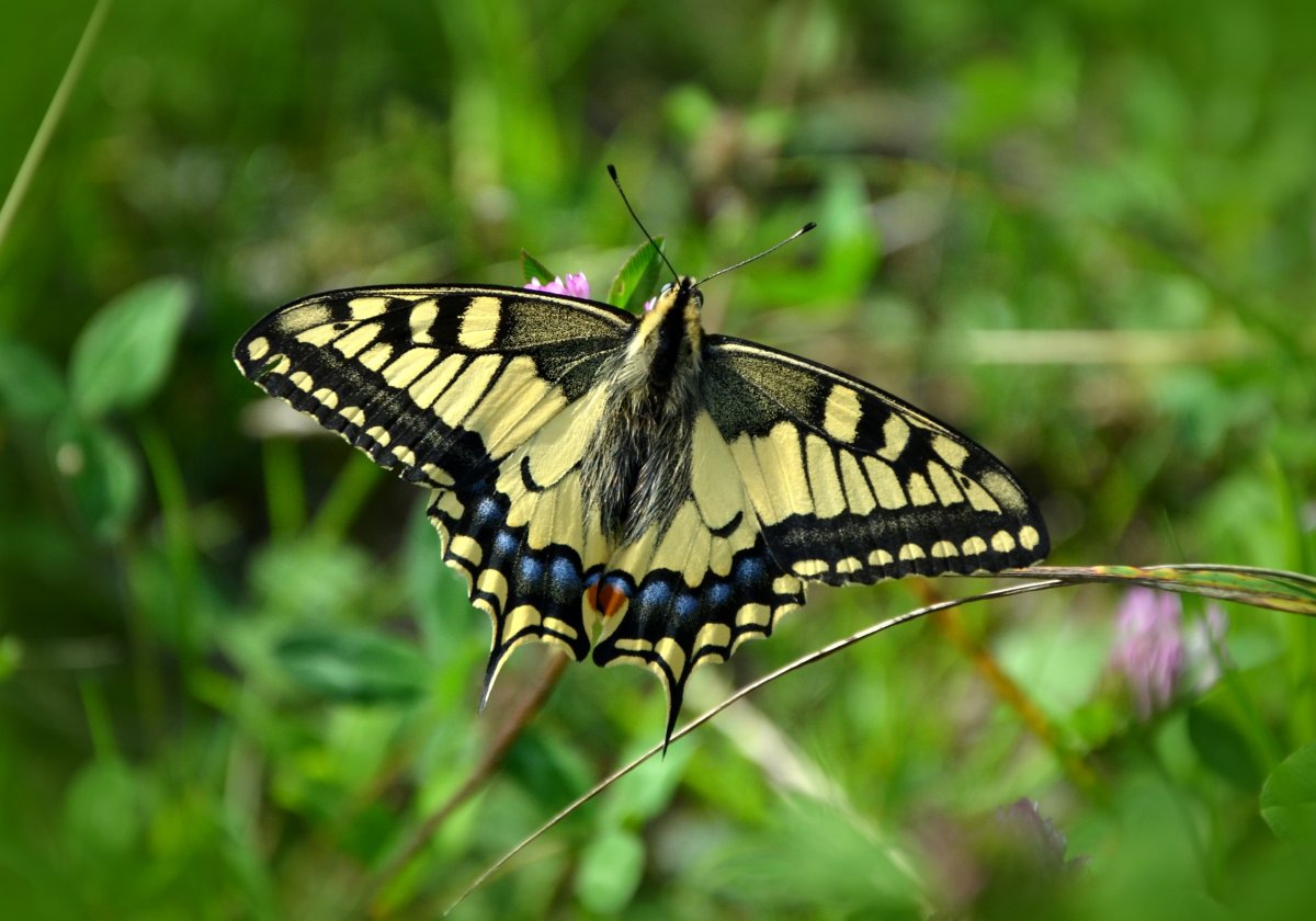 Papilio Machaon kamtschadalus