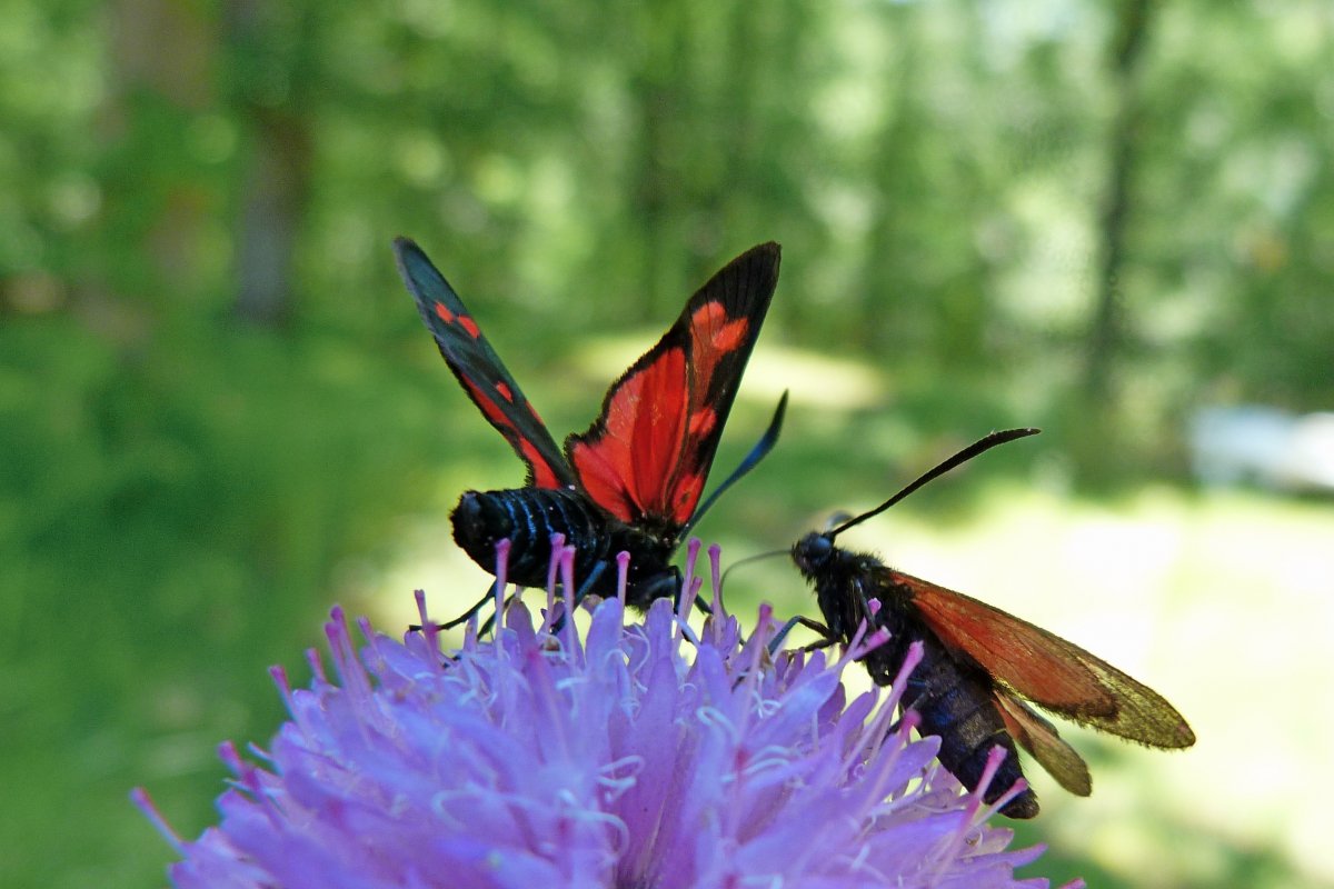 Zygaena purpuralis