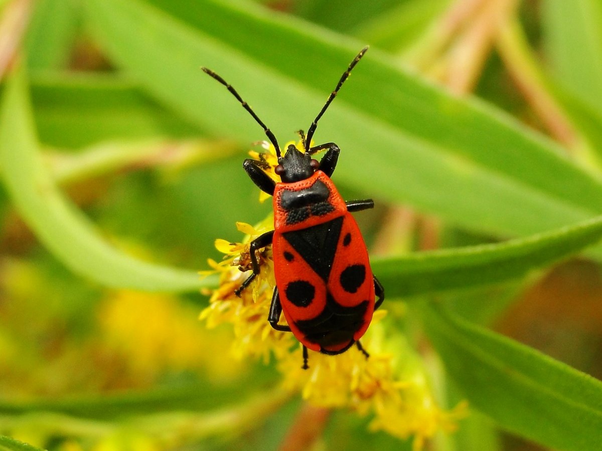 Летние жуки