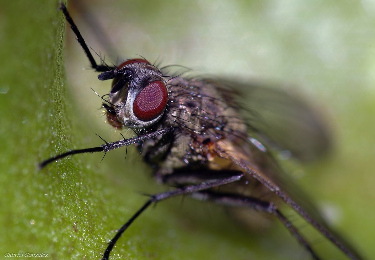 Двукрылые насекомые фото с названиями