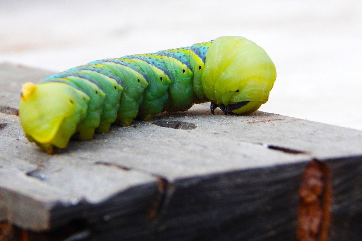 Green Caterpillar гусеница