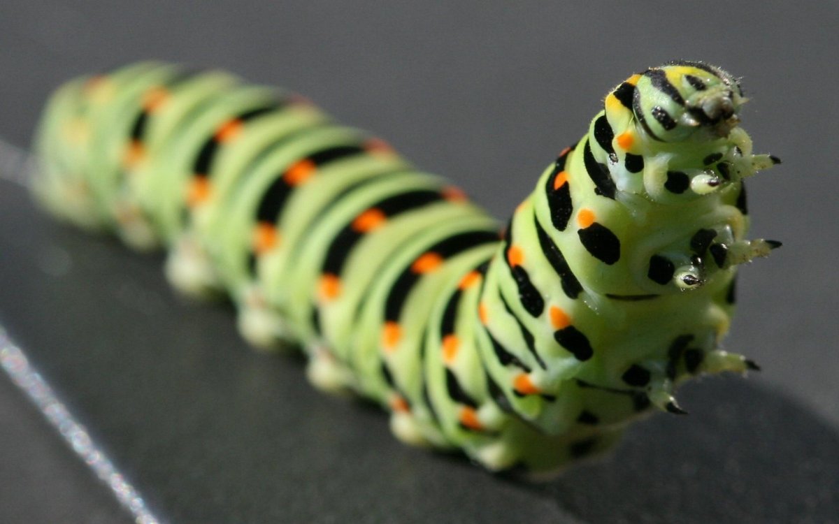 Caterpillar гусеница
