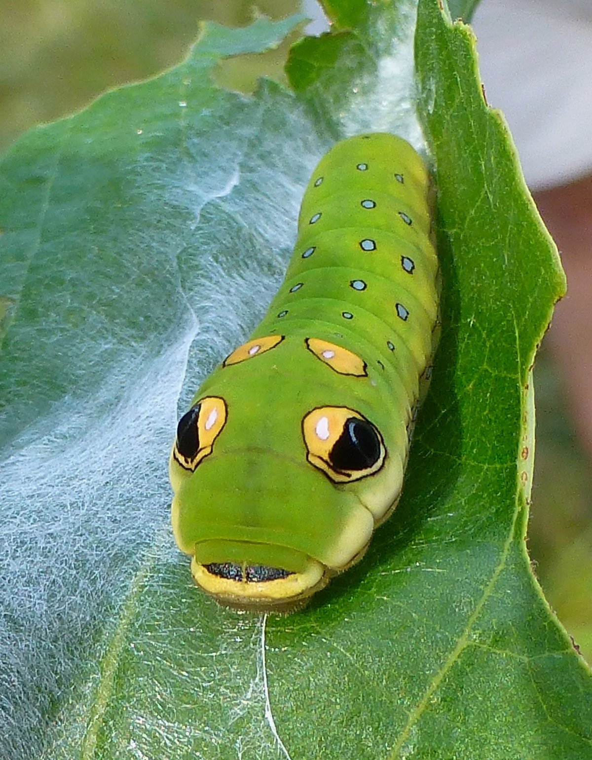 Swallowtail Caterpillar гусеница
