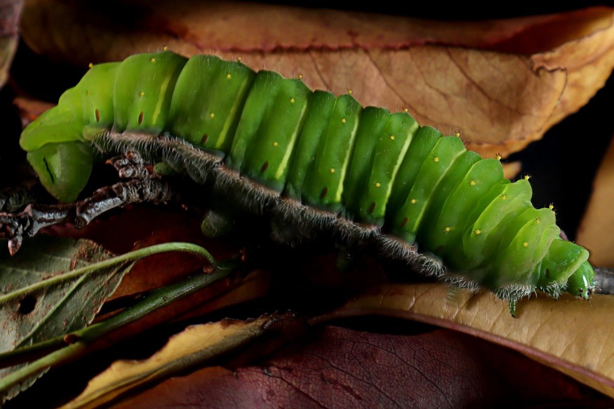 Lepidoptera гусеницы