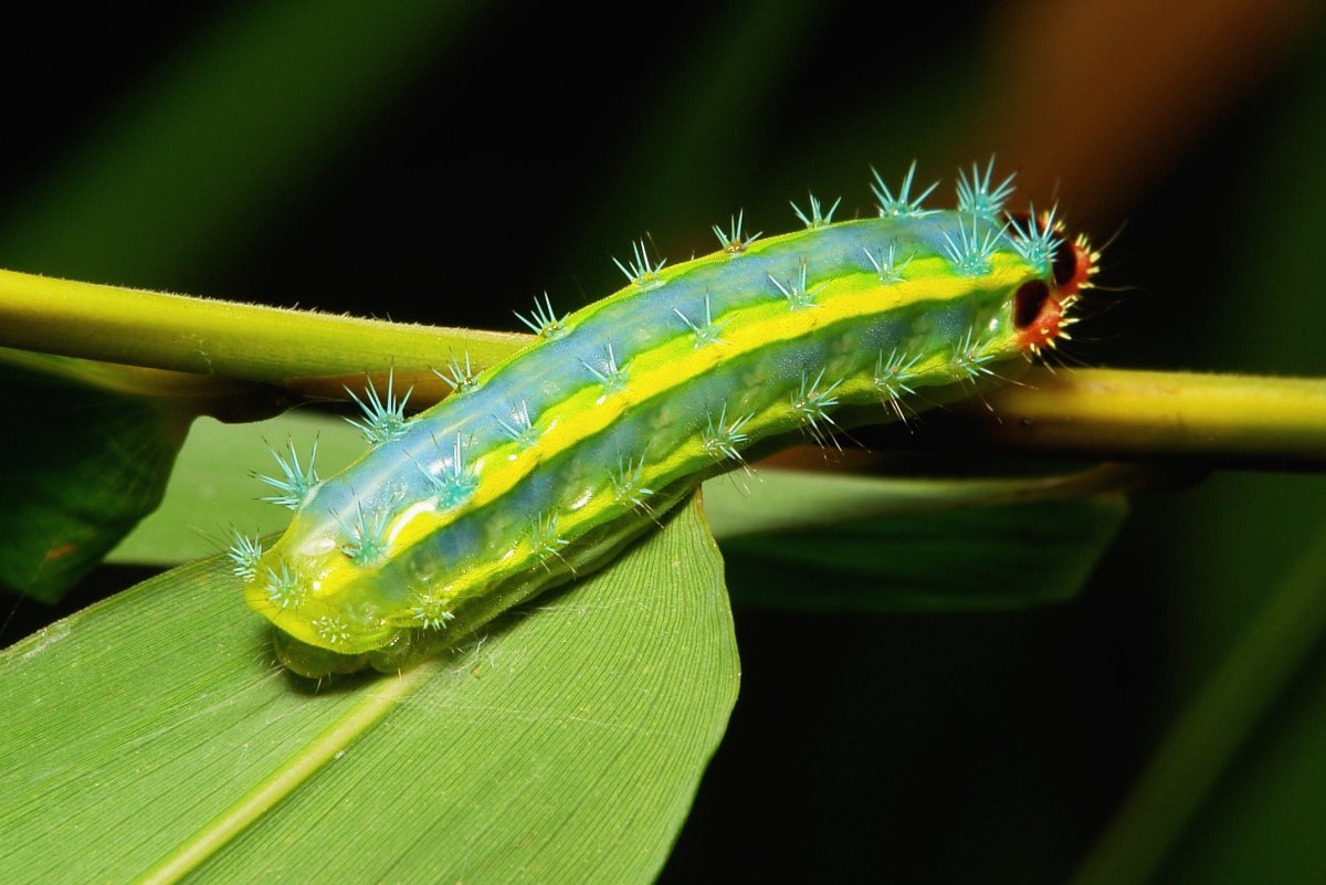 Polyura Sempronius гусеница