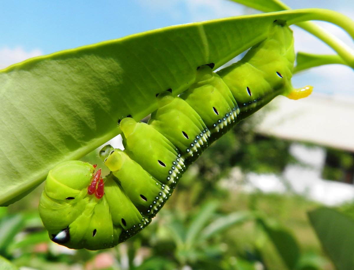 Green Caterpillar гусеница бабочки