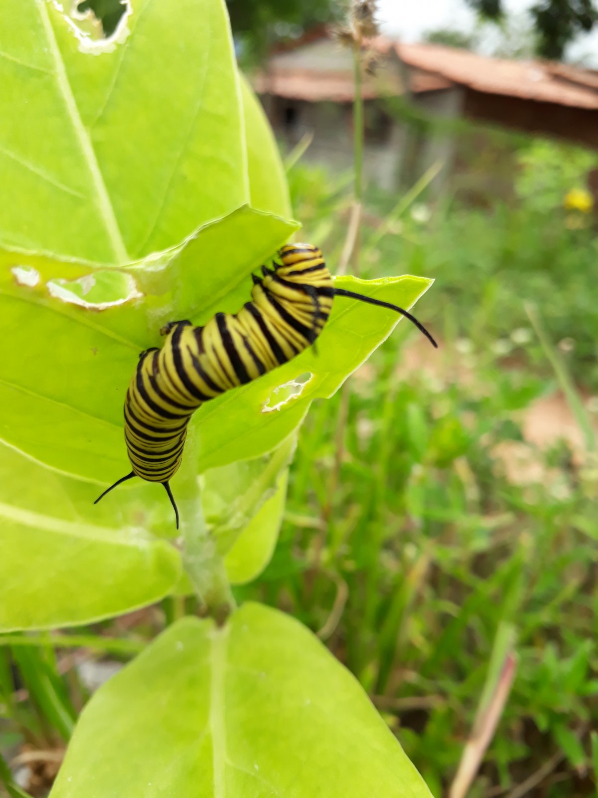 Гусеница Bagworm