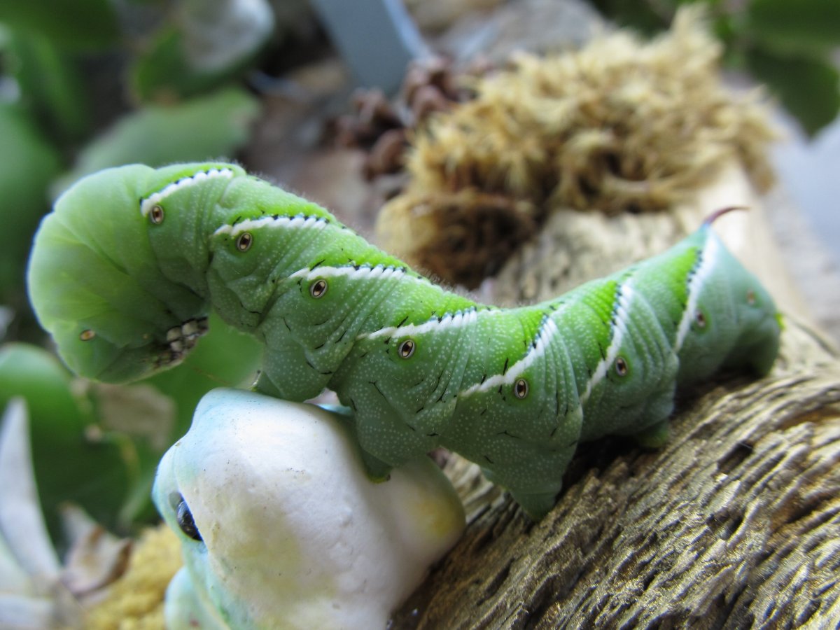 Green Caterpillar гусеница бабочки