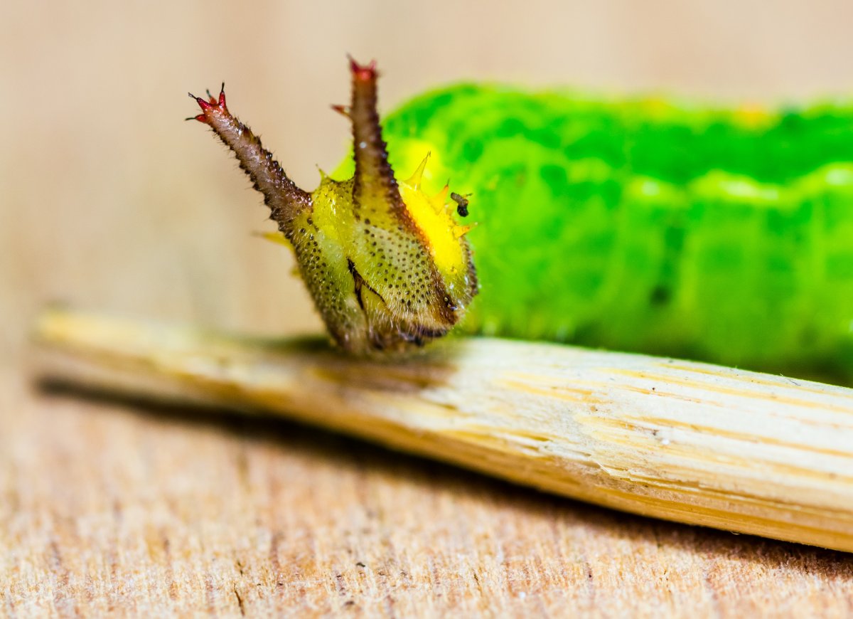 Green Caterpillar гусеница