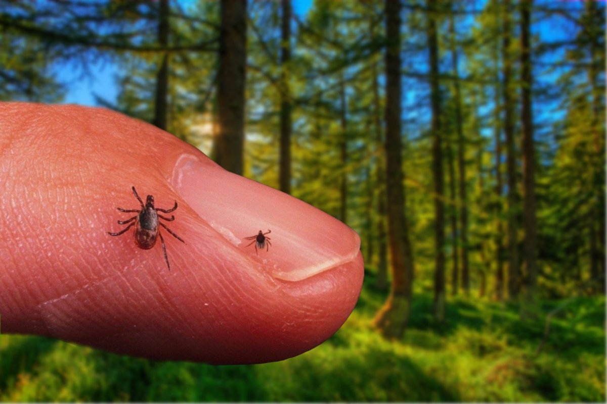 Светлые комары