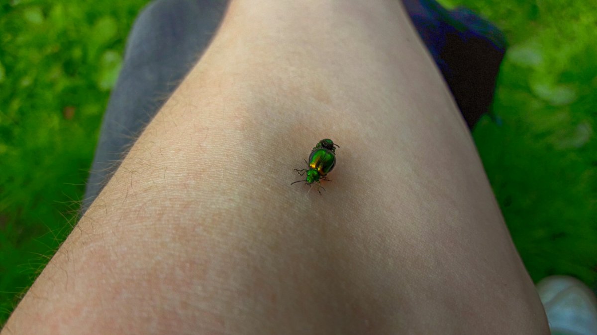 Укусы ядовитых насекомых