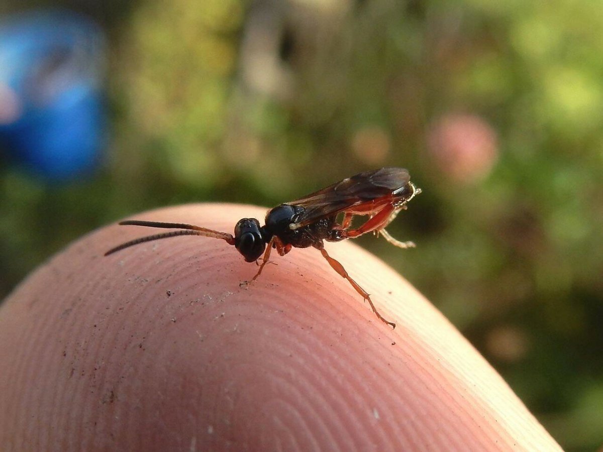 Culicidae (кровососущие комары)