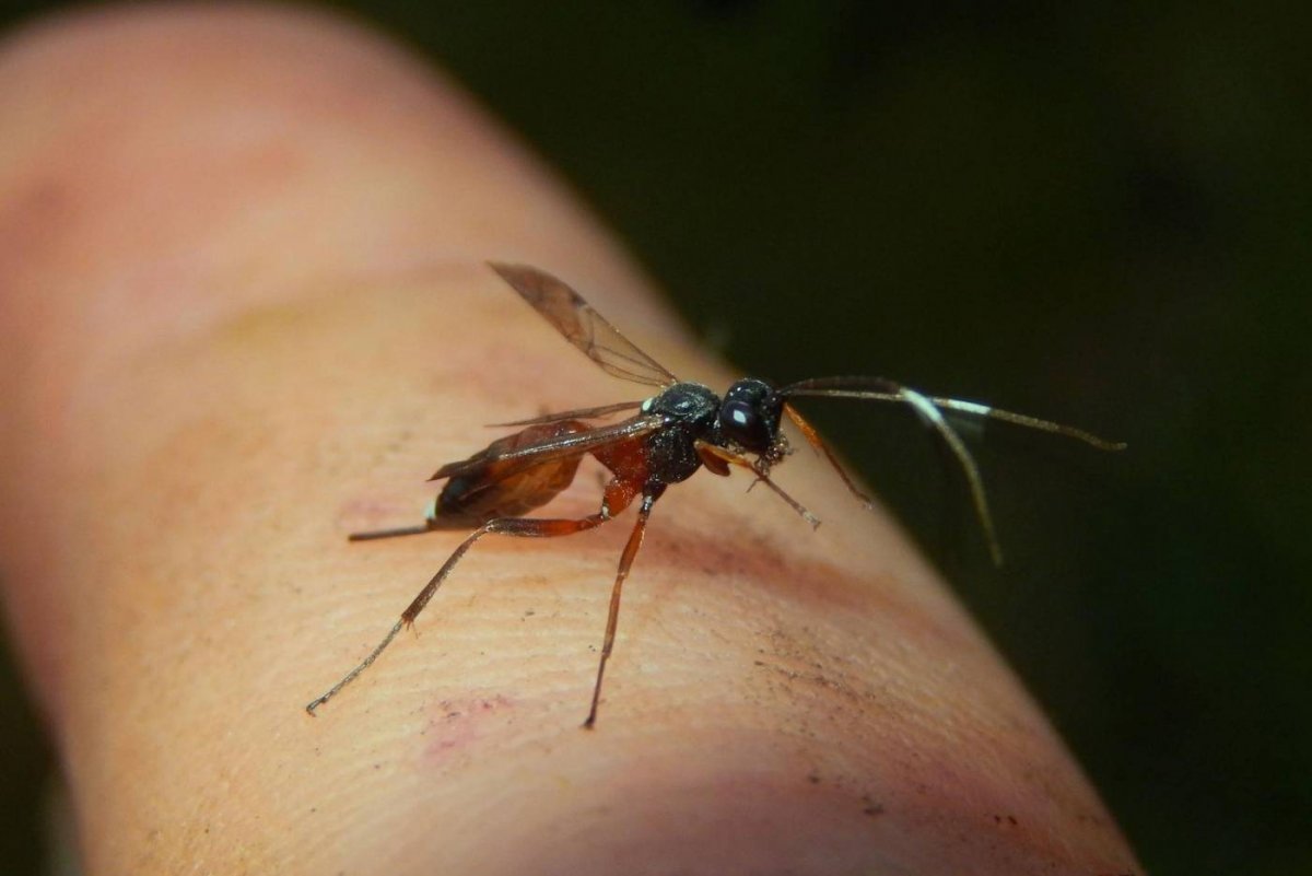 Укусы клещей в Подмосковье 2020