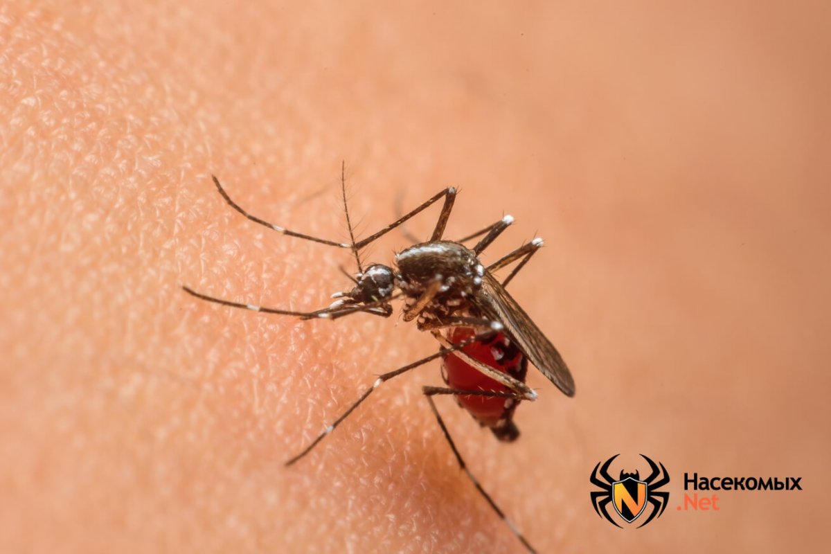 Кусачие мухи