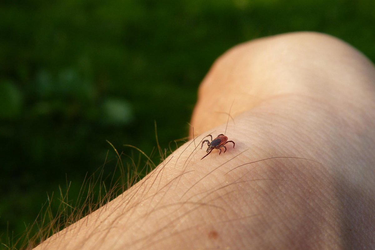 Кусачие насекомые Подмосковья