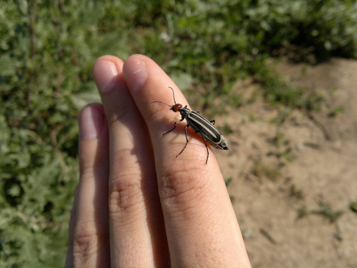 Клещи насекомые энцефалит
