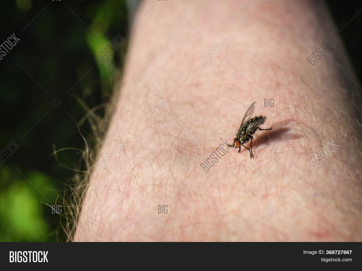 Муравей с длинным жалом