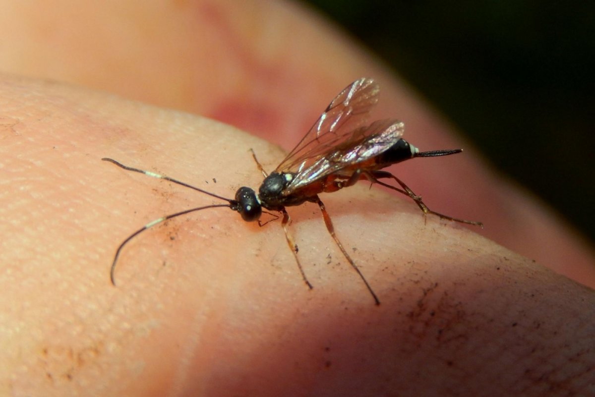 Укусы насекомых комаров