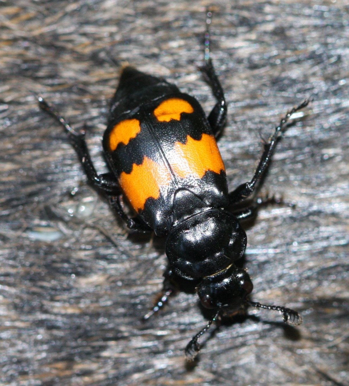 Жук ПЛАГИОНОТУС