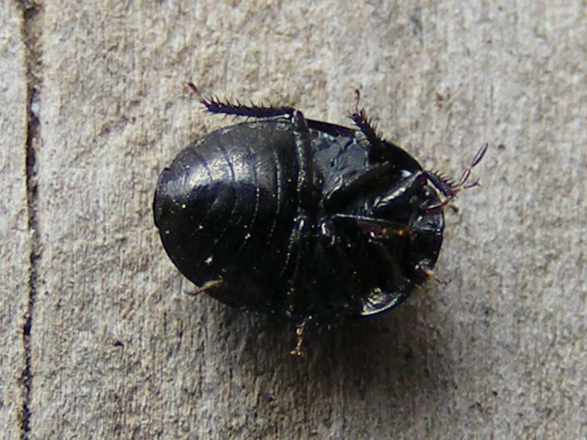 Клоп большой черный