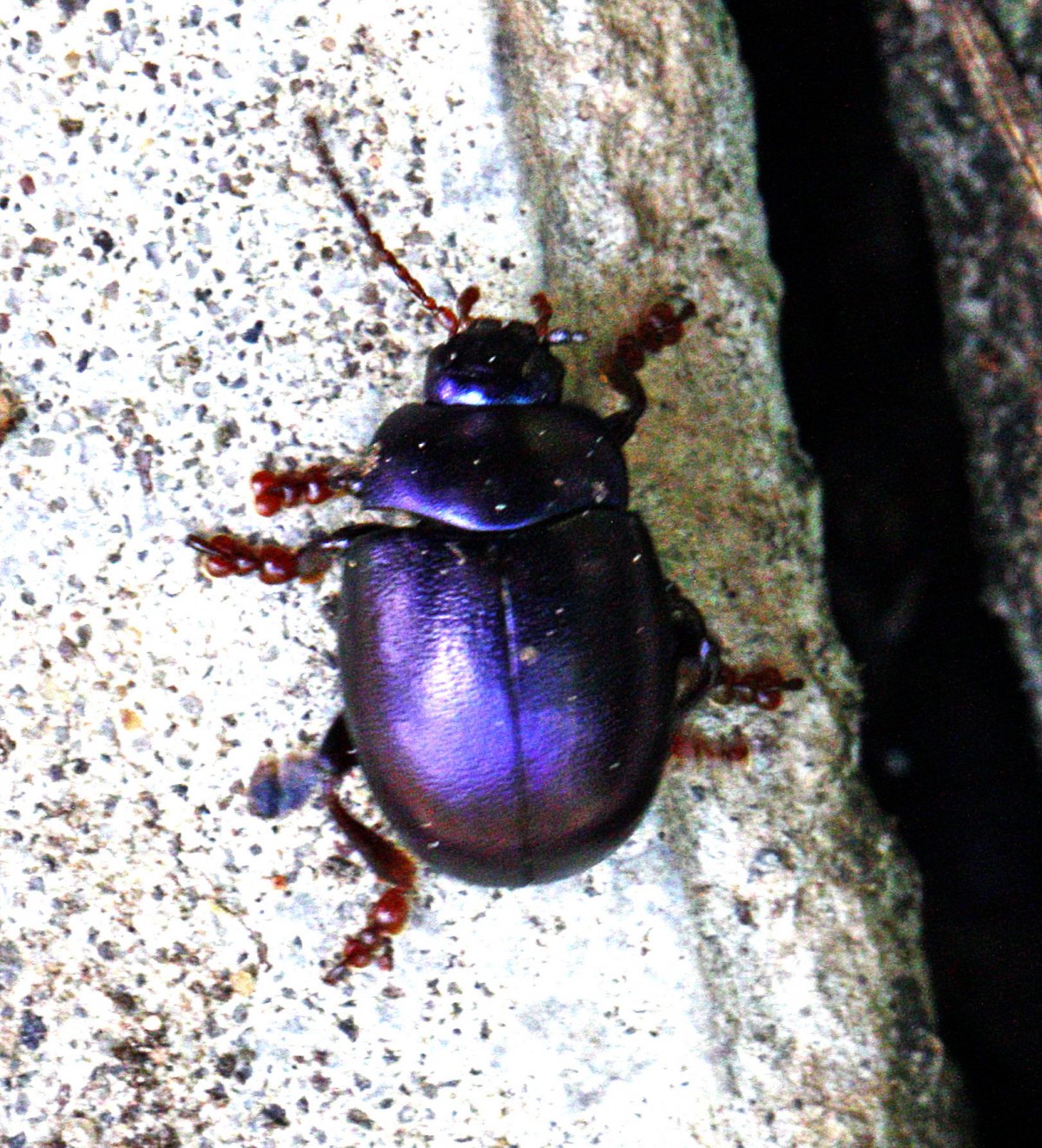 Бронзовка Жук фиолетовый