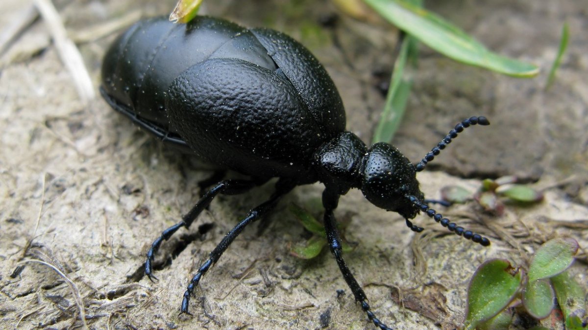 Жук черный водолюб