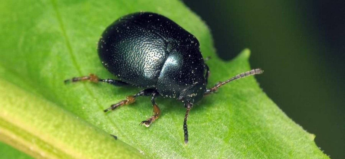 Жук Листоед черный