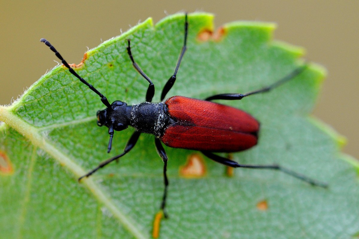 Красный Жук Листоед