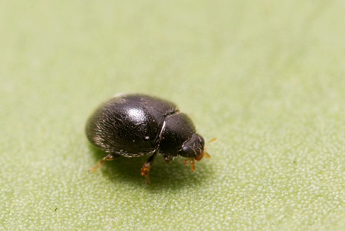 Маленький Жук