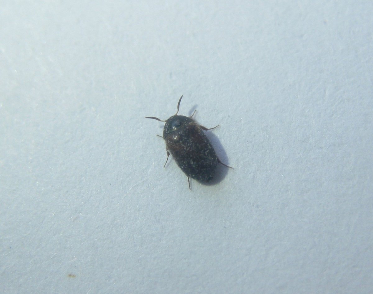 Жук кожеед черный