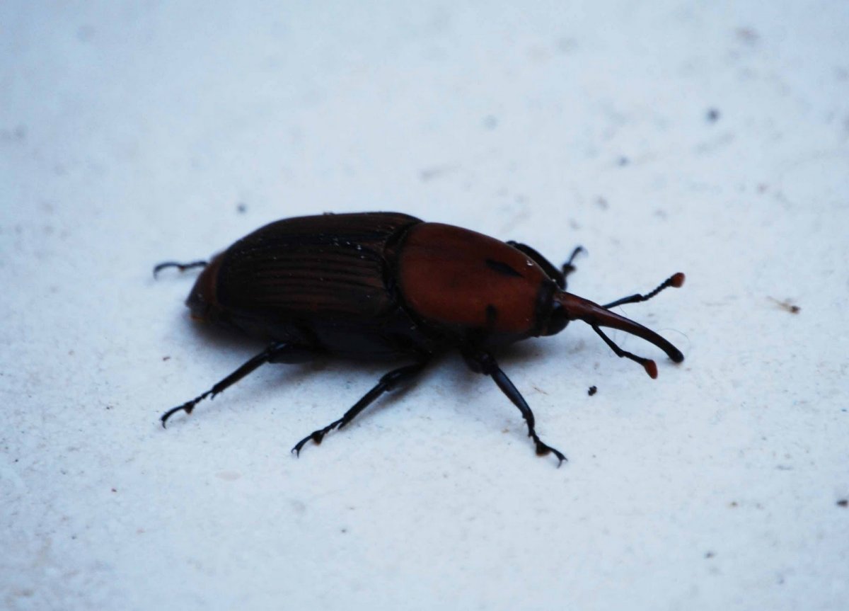 Жучки Краснодарского края