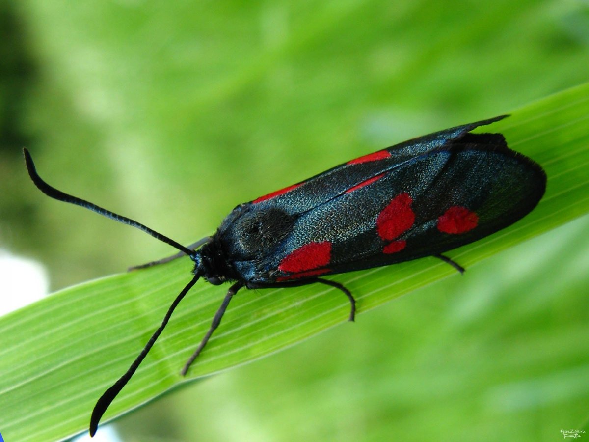 Бабочка черная с красными пятнами