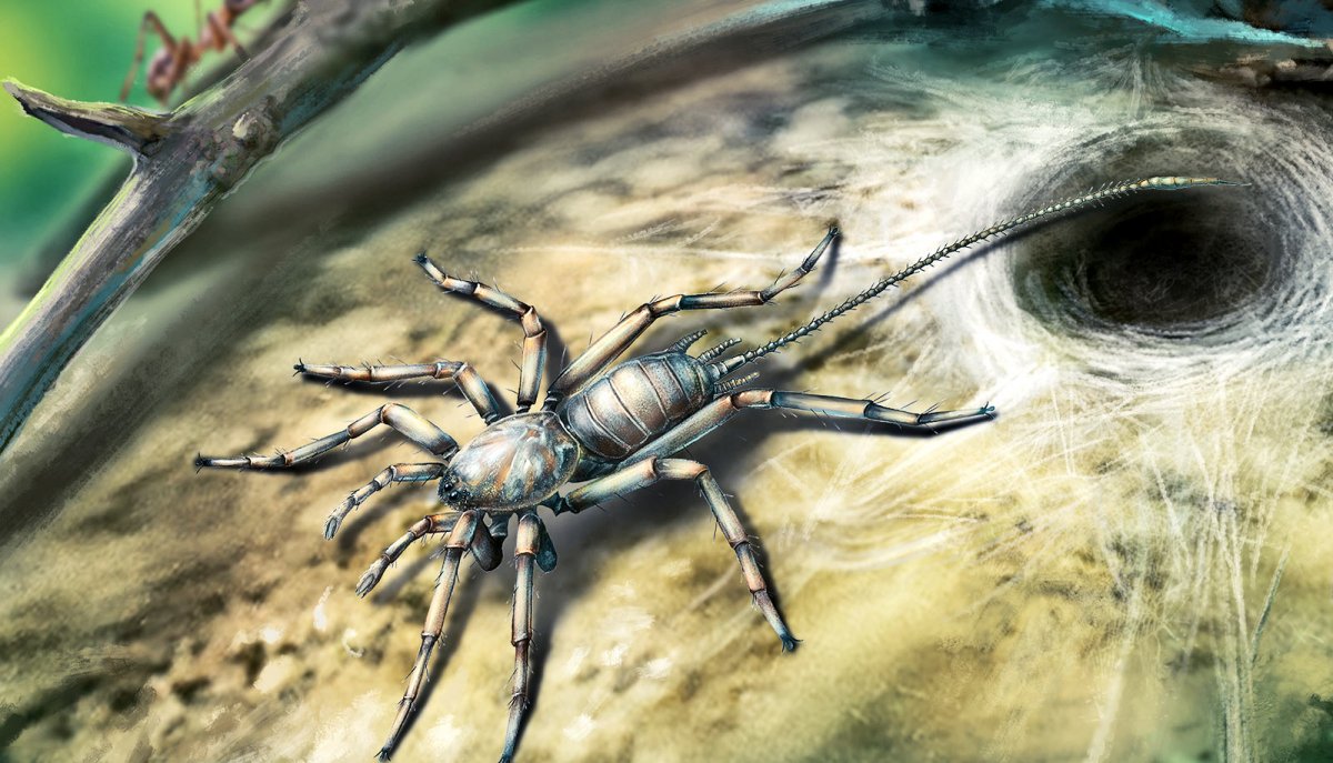 Хвостатые пауки в янтаре