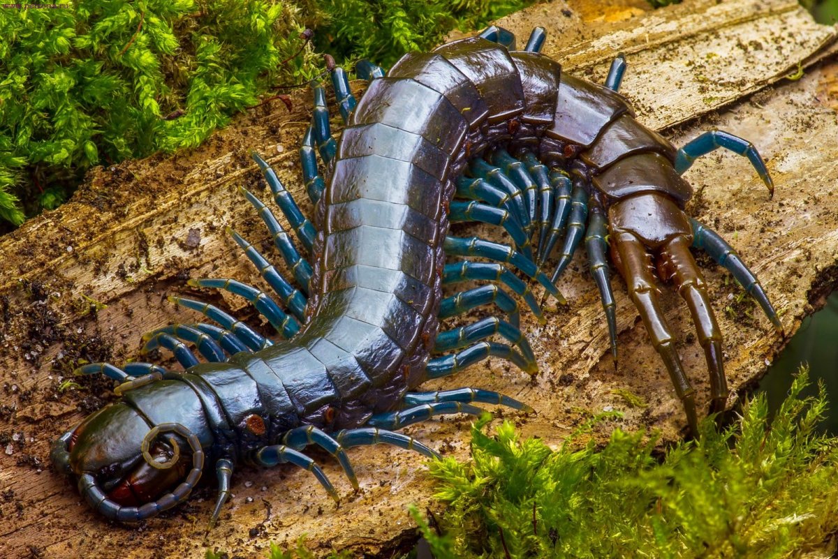Лопастехвостая сколопендра