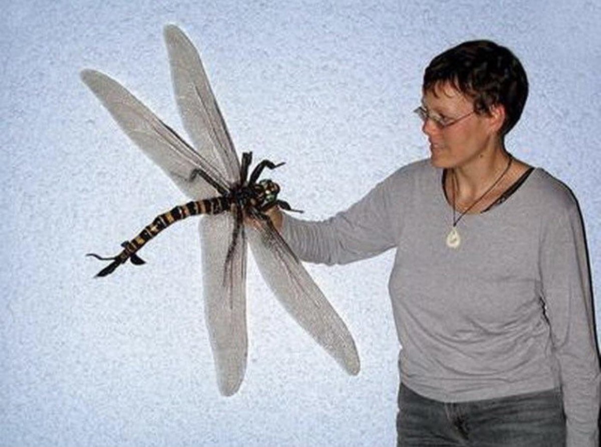 Гигантская Стрекоза Меганевра