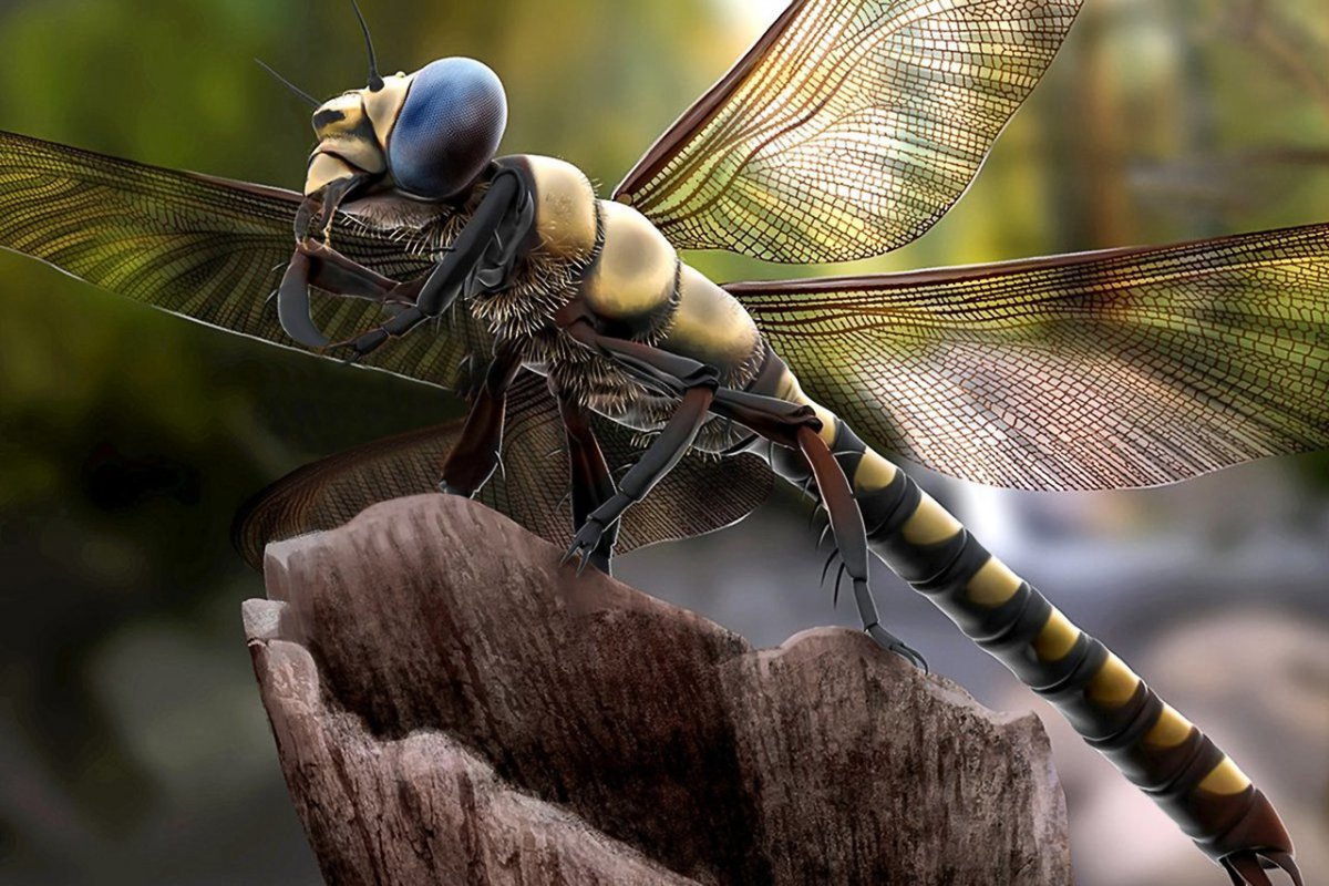 Стрекоза Меганевра