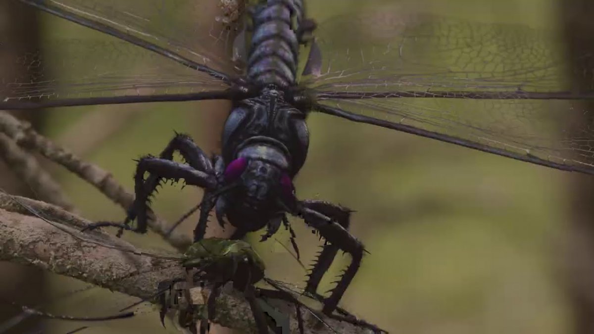 Самое большое насекомое меганисоптера