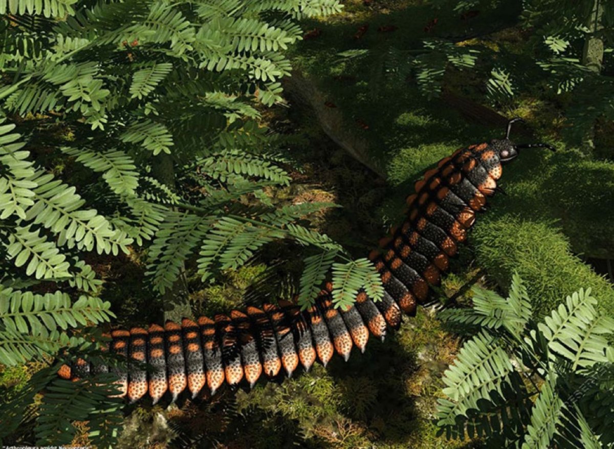 Гигантская многоножка Артроплевра