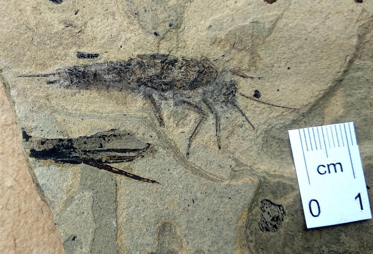 Чекарда окаменелости