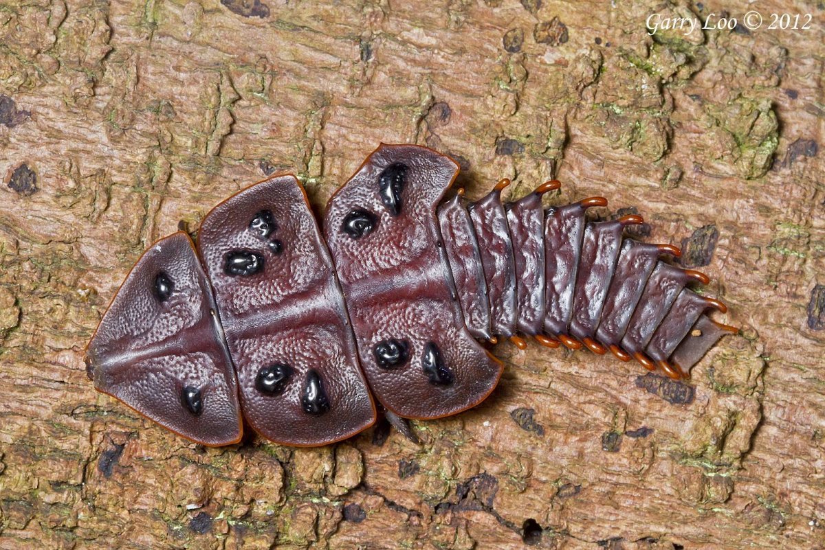 Трилобитовый Жук