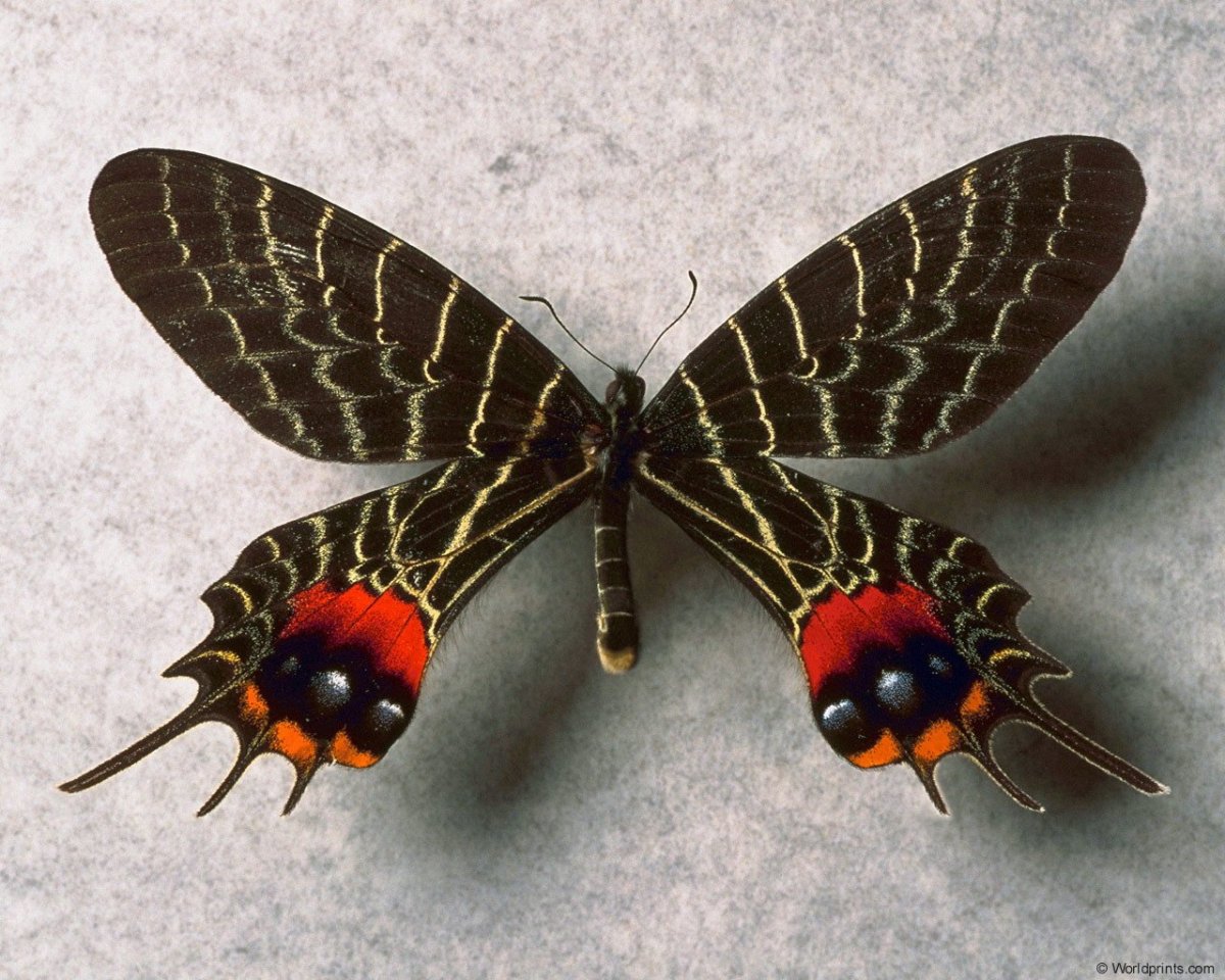 Парусник Слава бутана