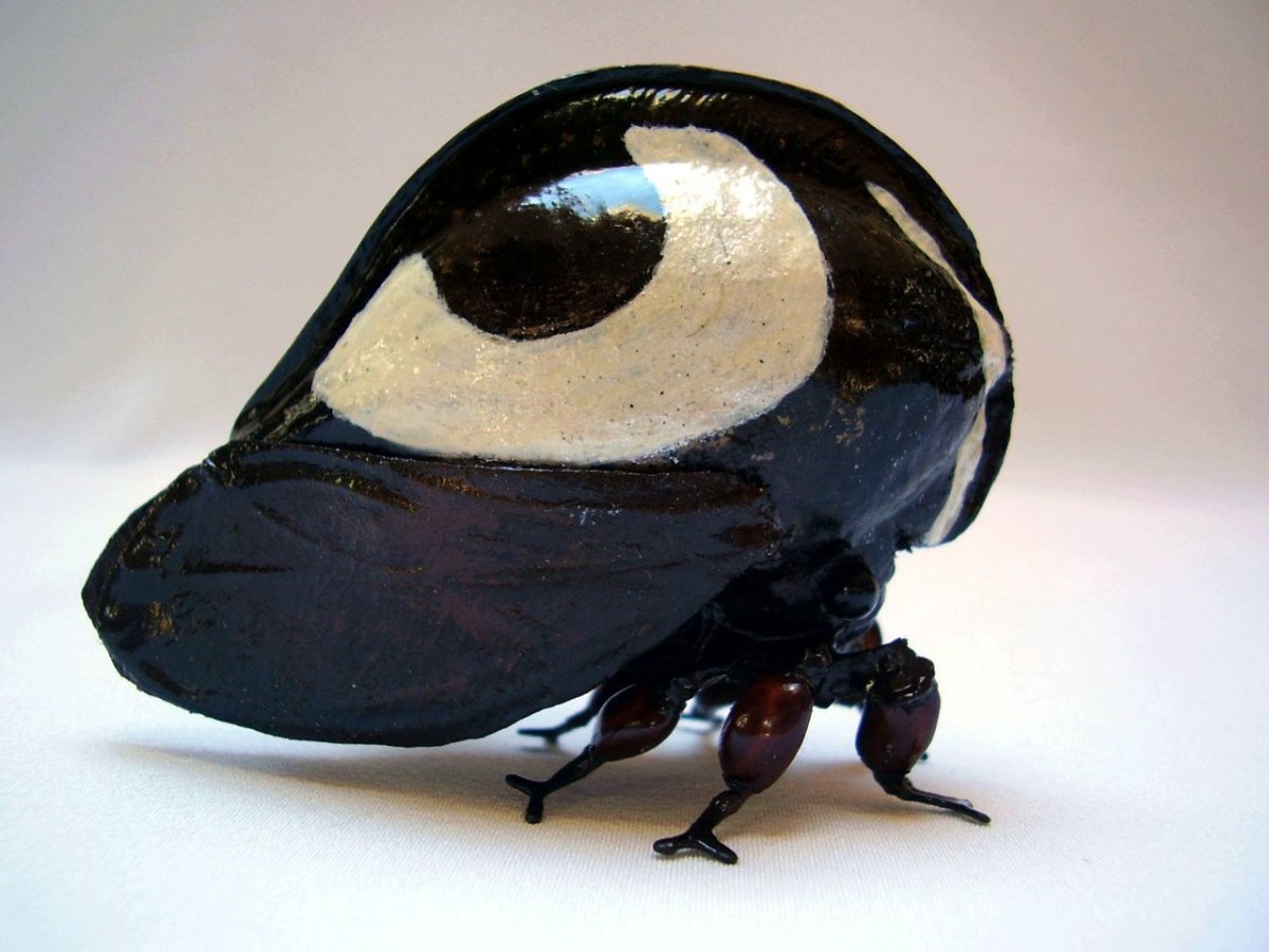 Самые необычные насекомые