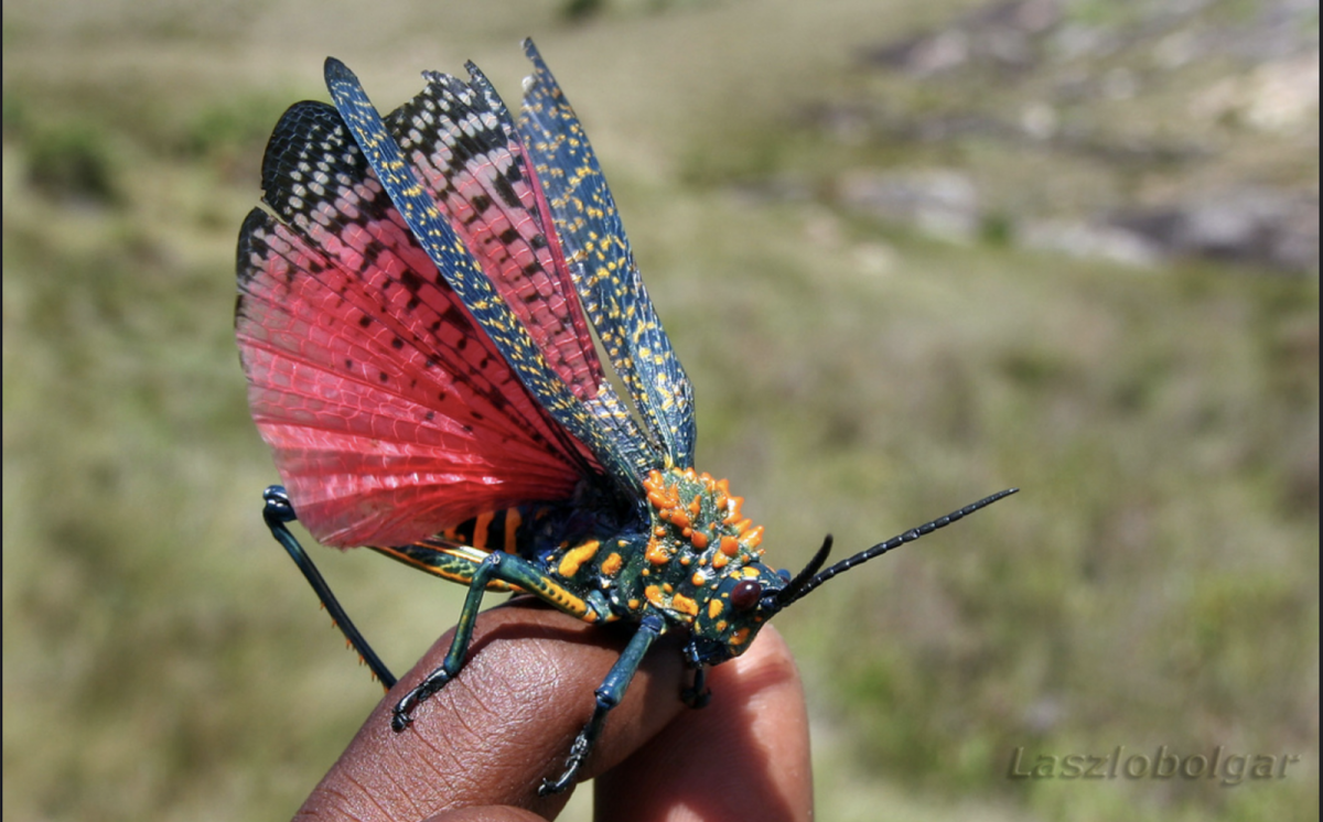 Перуанский павлиний кузнечик