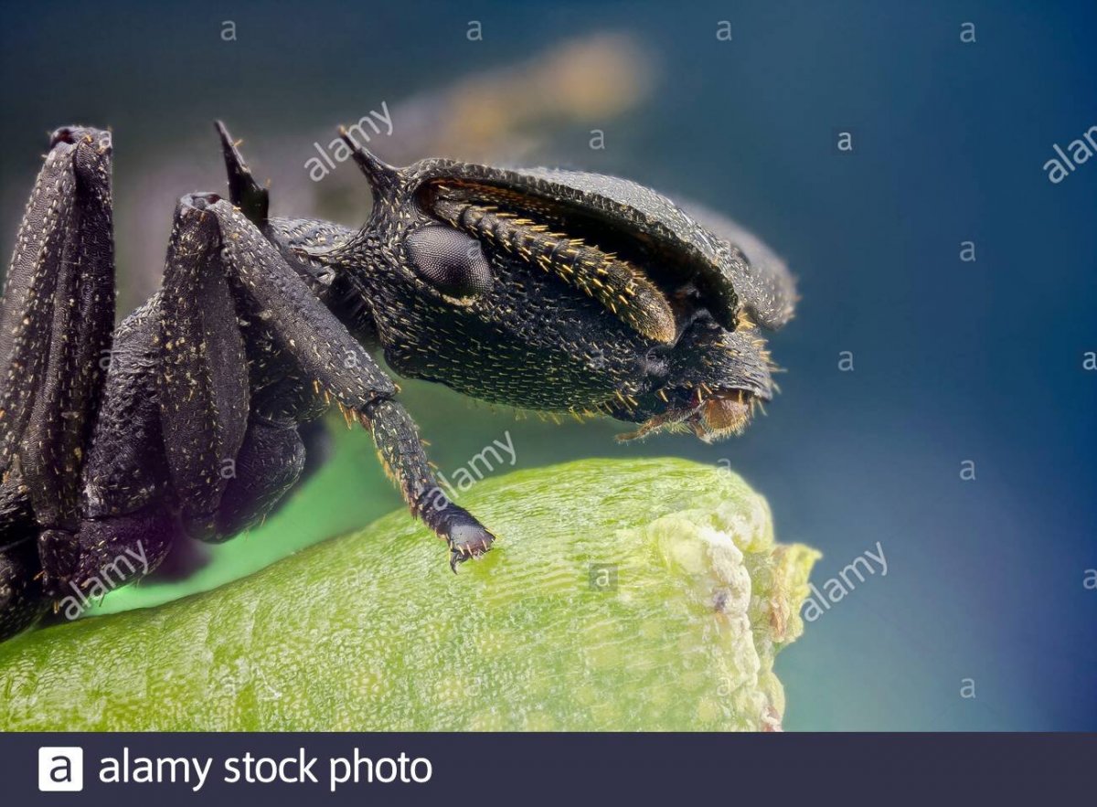 Удивительные насекомые