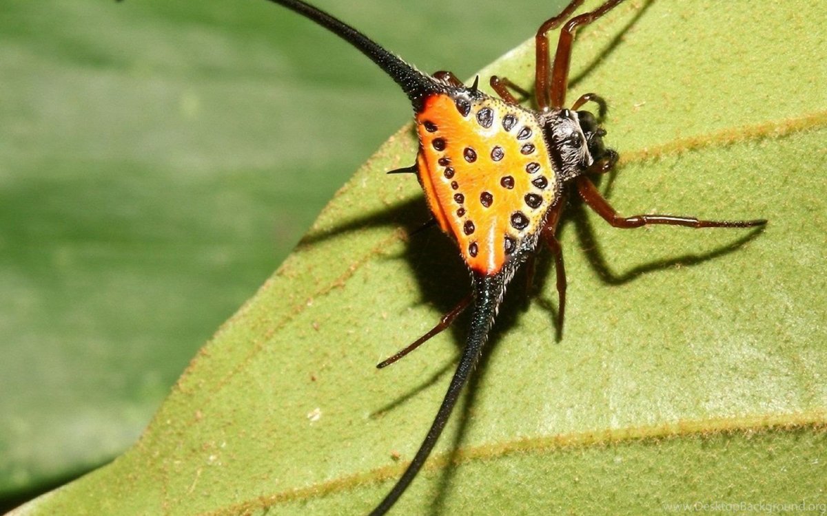 Рогатый паук Gasteracantha arcuata