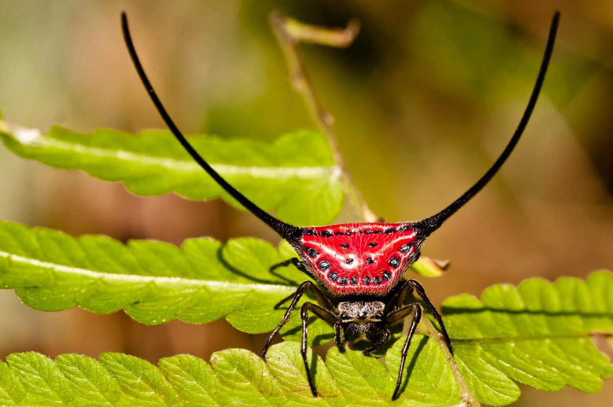 Рогатый паук-кругопряд